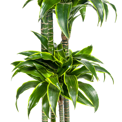 Drachenbaum - Dracaena Deremensis Dorado Ø27cm - ↕170 - 190cm