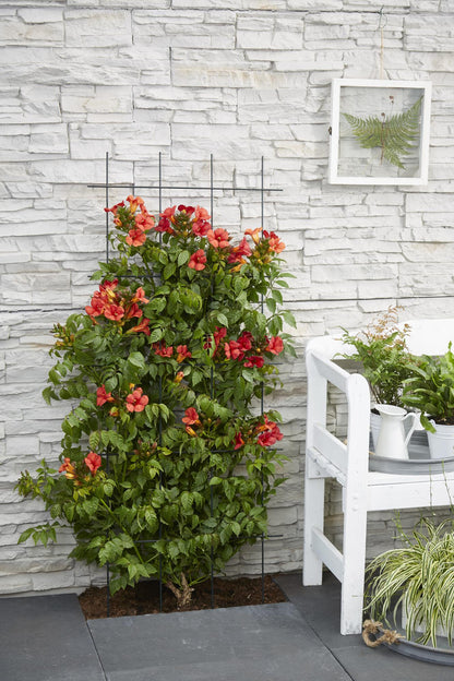 2x Trompetenkletterer - Campsis Summer Jazz 'Fire Trumpet' - ↨65cm - Ø15