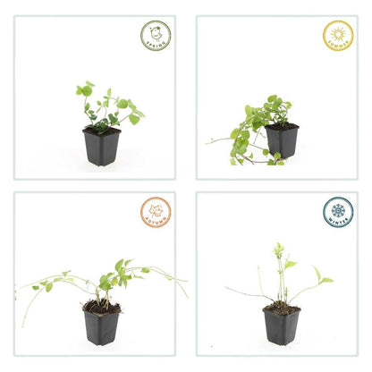 6x großes Immergrün - Vinca major - ↕10-25cm - Ø9cm