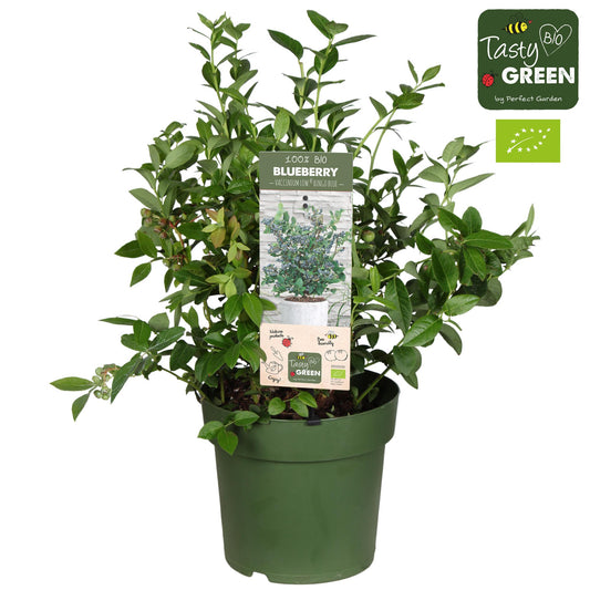 Heidelbeere Vaccinium Cor. 'Bingo Blue' Bio - Blauwe bes - Ø23cm - ↕50cm