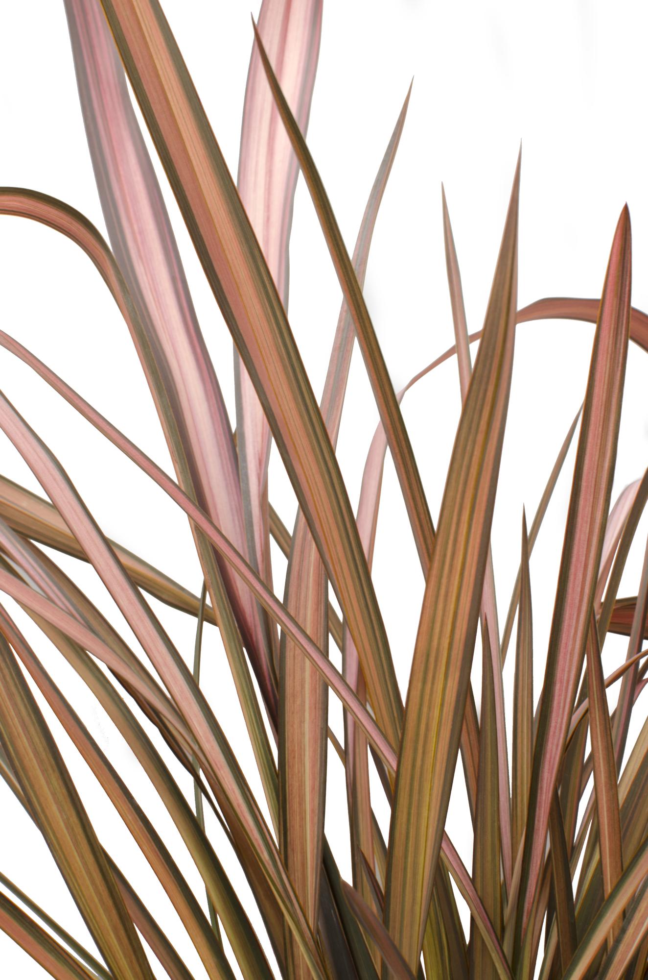 Phormium 'Pink Flamingo' - Ø14cm - ↕50cm
