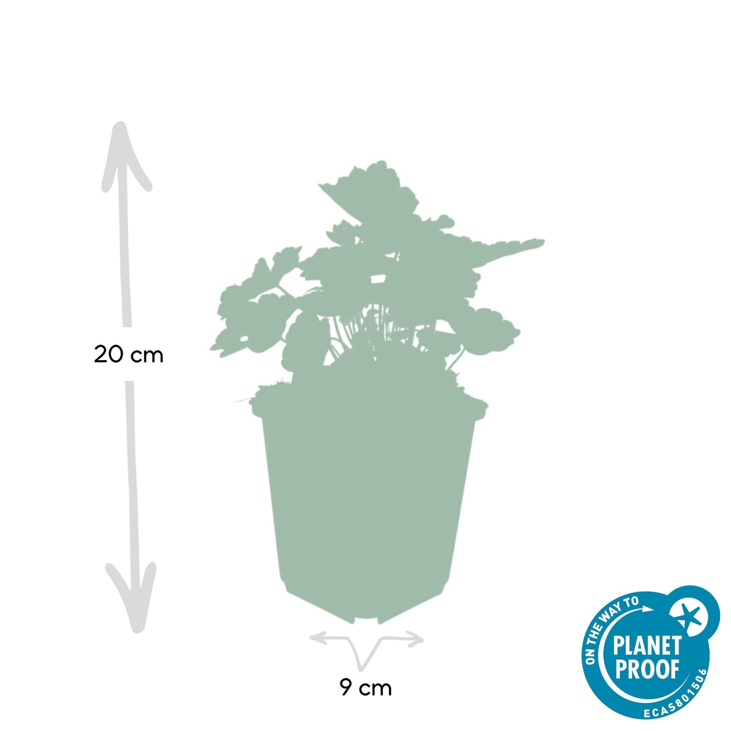 6x Purpurglöckchen - Heuchera mic. 'Palace Purple' - ↕10-25cm - Ø9cm