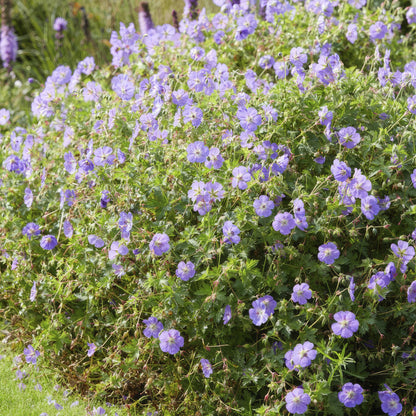 6x Storchschnabel - Geranium Rozanne - ↕10-25cm - Ø9cm