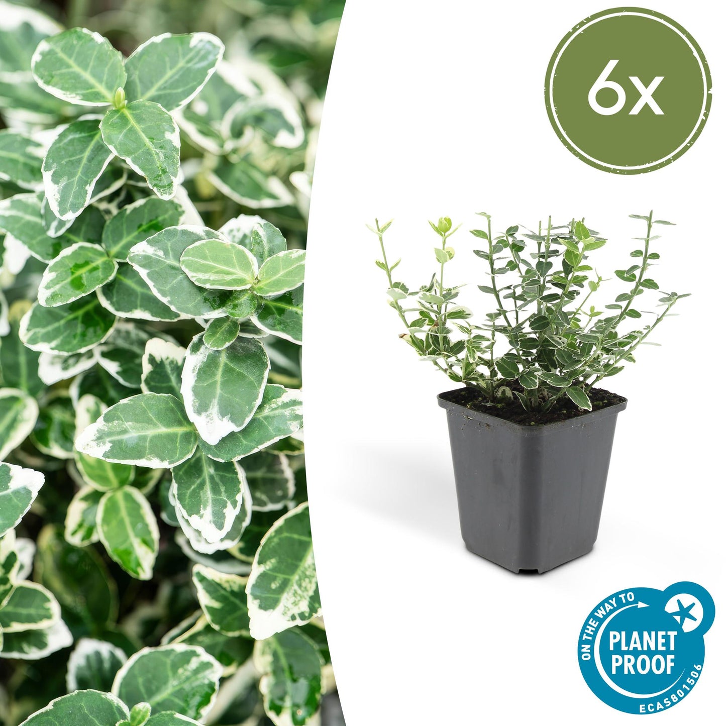6x Euonymus fort. 'Emerald Gaiety' - ↕10-25cm - Ø9cm