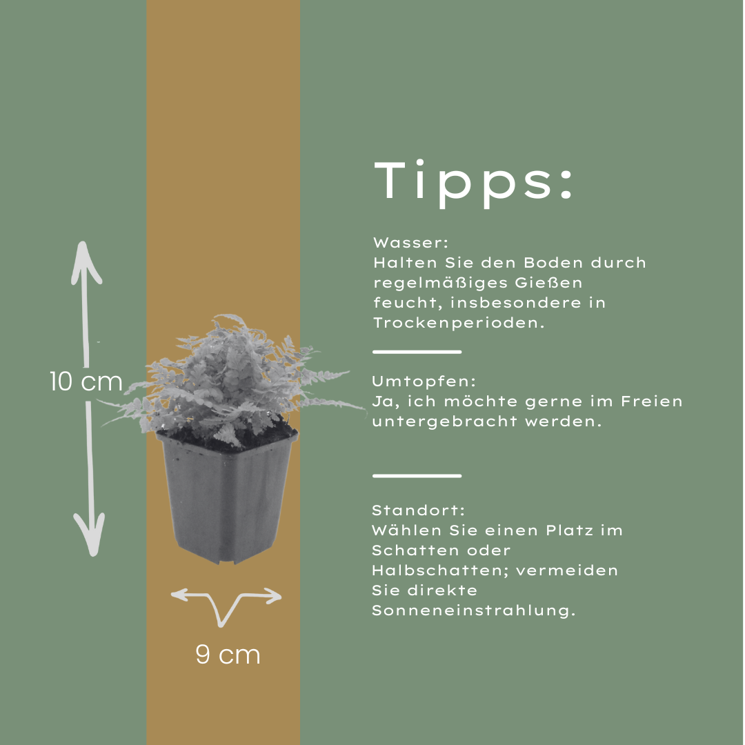 6x echter Wurmwarn - Dryopteris filix-mas - ↕10-25cm - Ø9cm
