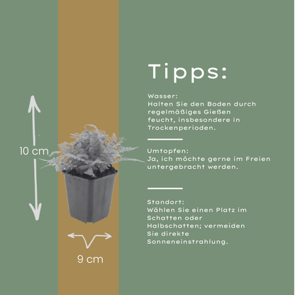 6x echter Wurmwarn - Dryopteris filix-mas - ↕10-25cm - Ø9cm