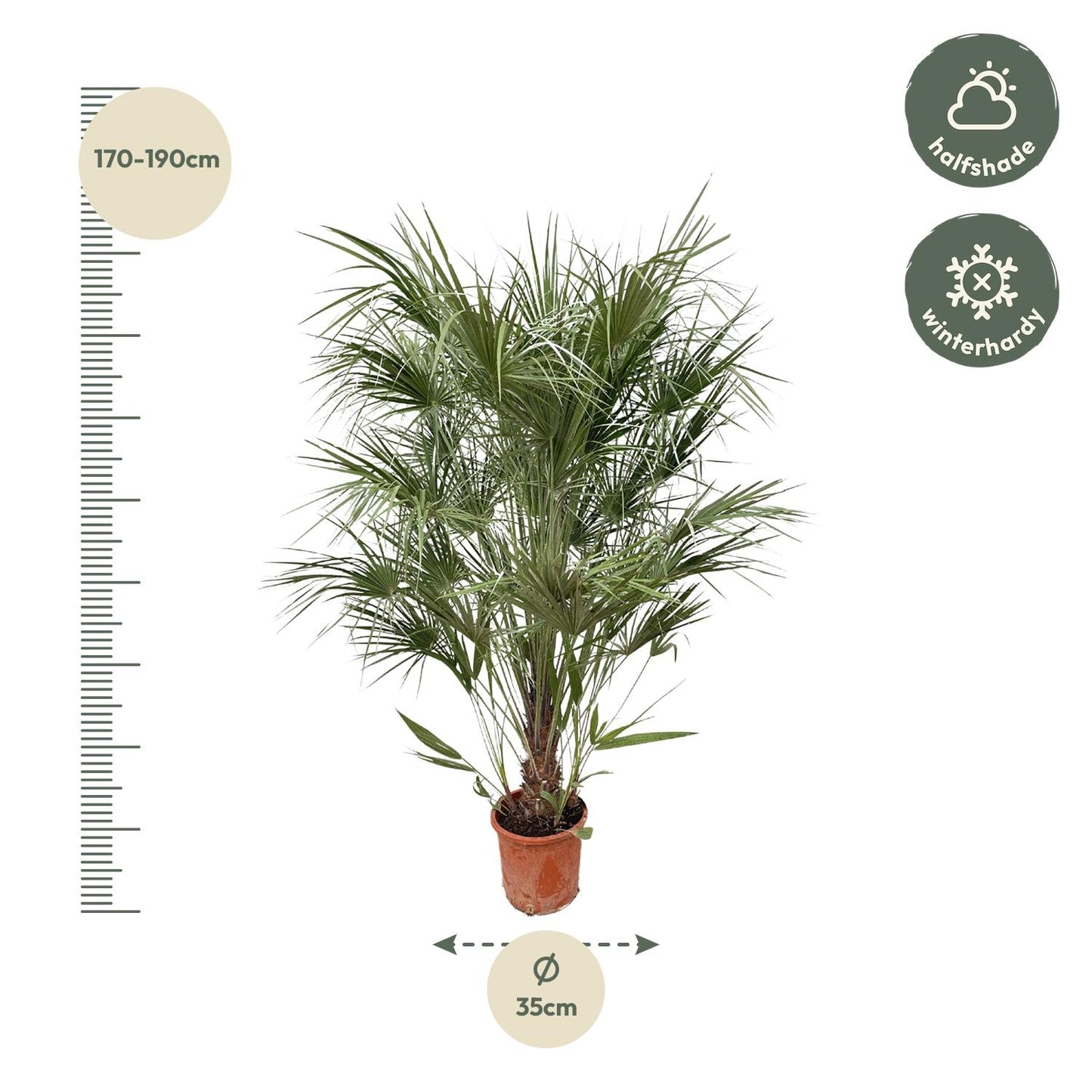 Chamaerops Humilis Strauch - 170cm - Ø30
