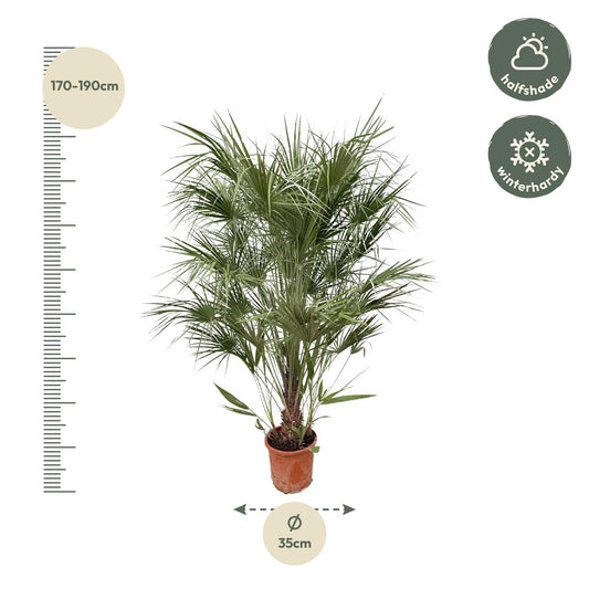Chamaerops Humilis Strauch - 170cm - Ø30