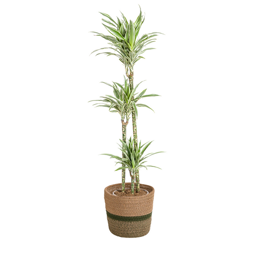 Drachenbaum - Dracaena Deremensis White Stripe mit Korb Ø24cm - ↕130 - 150cm