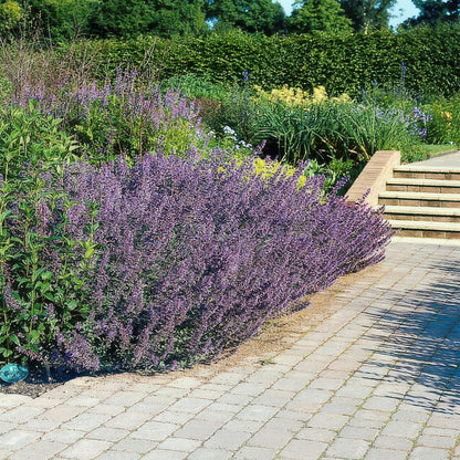 6x Katzenminze - Nepeta 'Six Hills Giant' - ↕10-25cm - Ø9cm