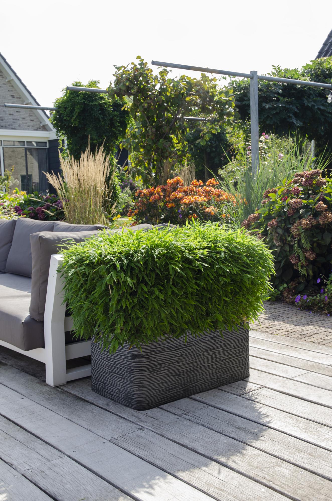 immergrüner Zwergbambus - Fargesia "Moontears" Boobux - Ø29cm - ↕70cm