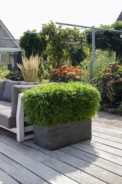 immergrüner Zwergbambus - Fargesia "Moontears" Boobux - Ø29cm - ↕70cm