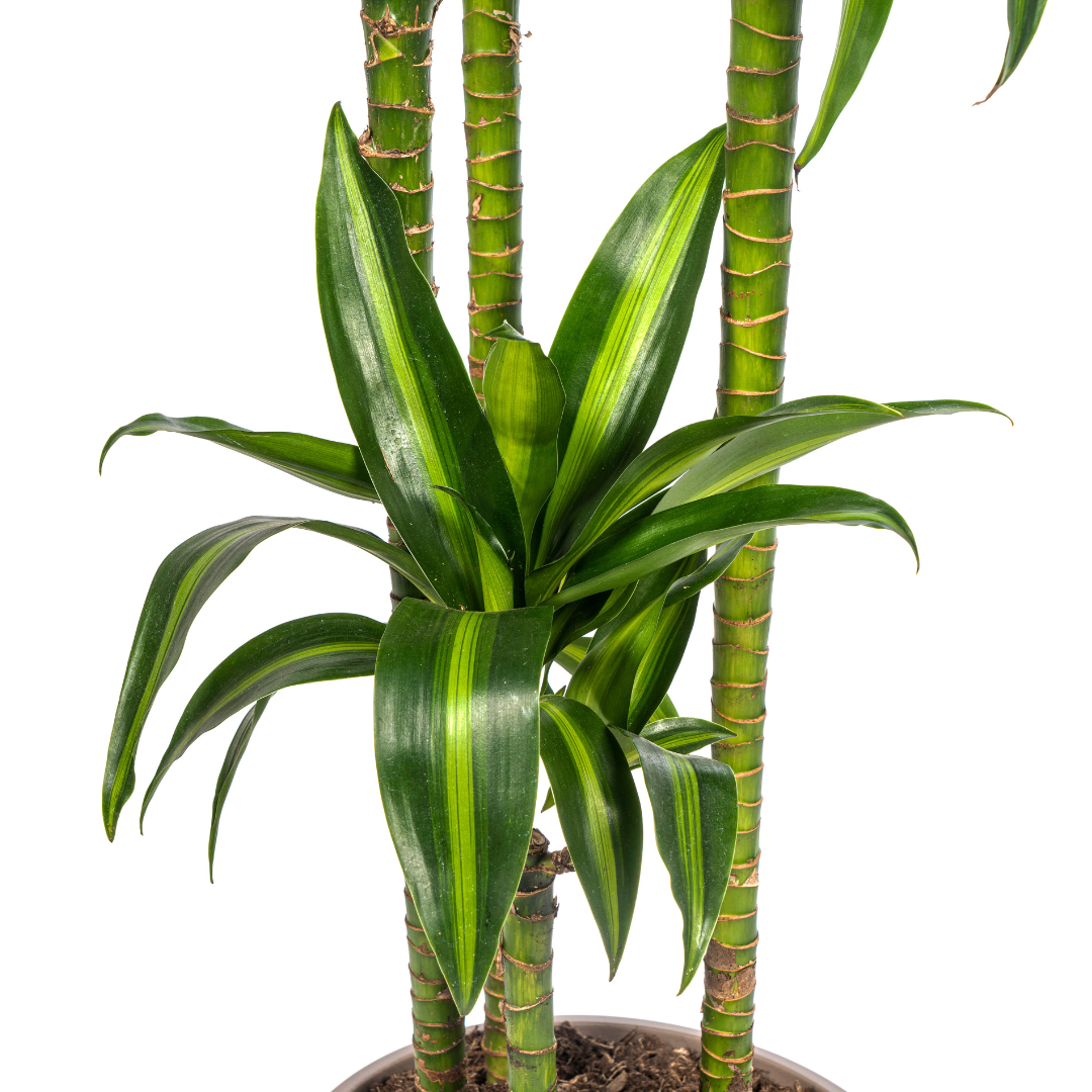 Drachenbaum - Dracaena Deremensis Hawaiian Sunshine Ø27cm - ↕170 - 190cm