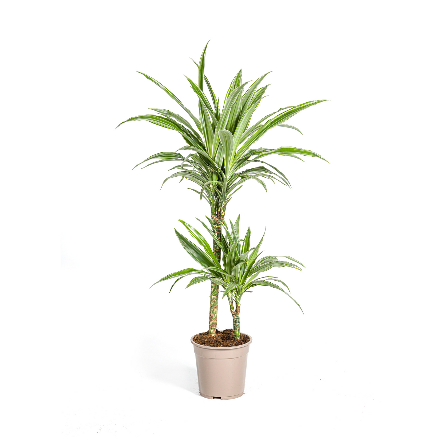 Drachenbaum - Dracaena Deremensis White Stripe Ø19cm - ↕70 - 90cm