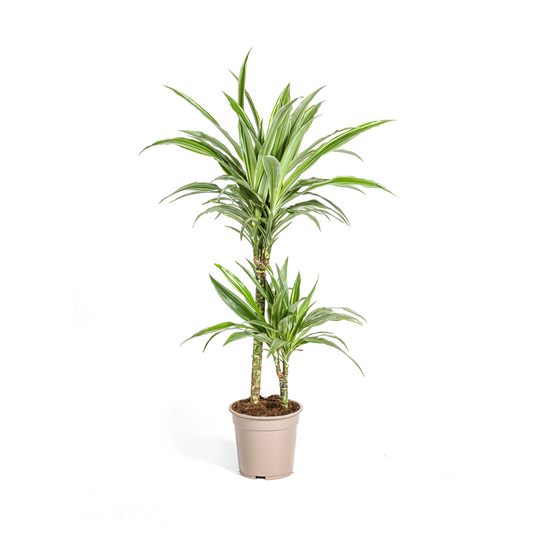 Drachenbaum - Dracaena Deremensis White Stripe Ø19cm - ↕70 - 90cm