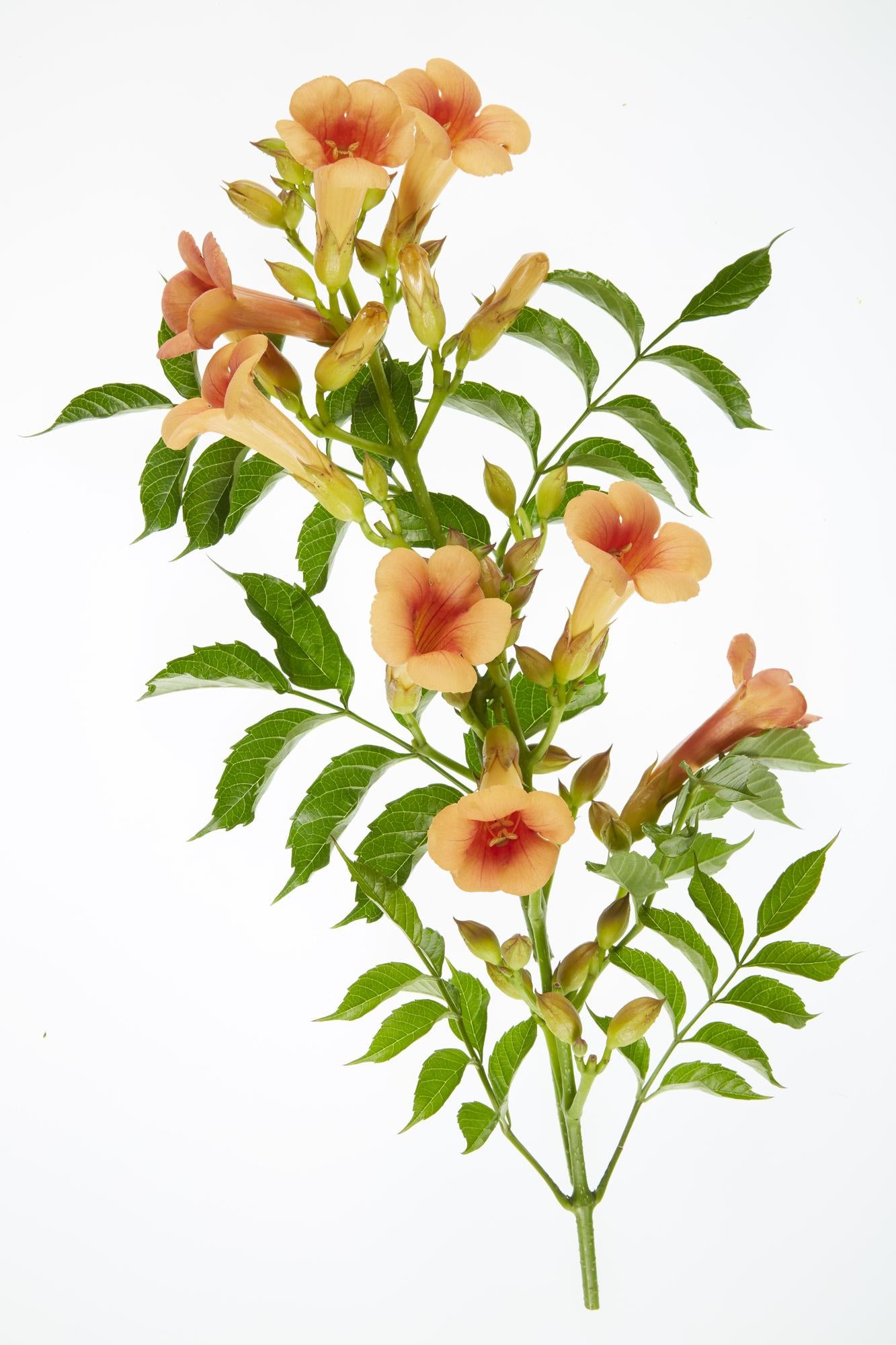2x orange Trompetenblume - Campsis 'Indian Summer' - ↨65cm - Ø15