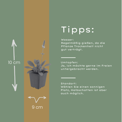 6x dichtblütiger Ziest - Stachys mon. 'Hummelo' - ↕10-25cm - Ø9cm