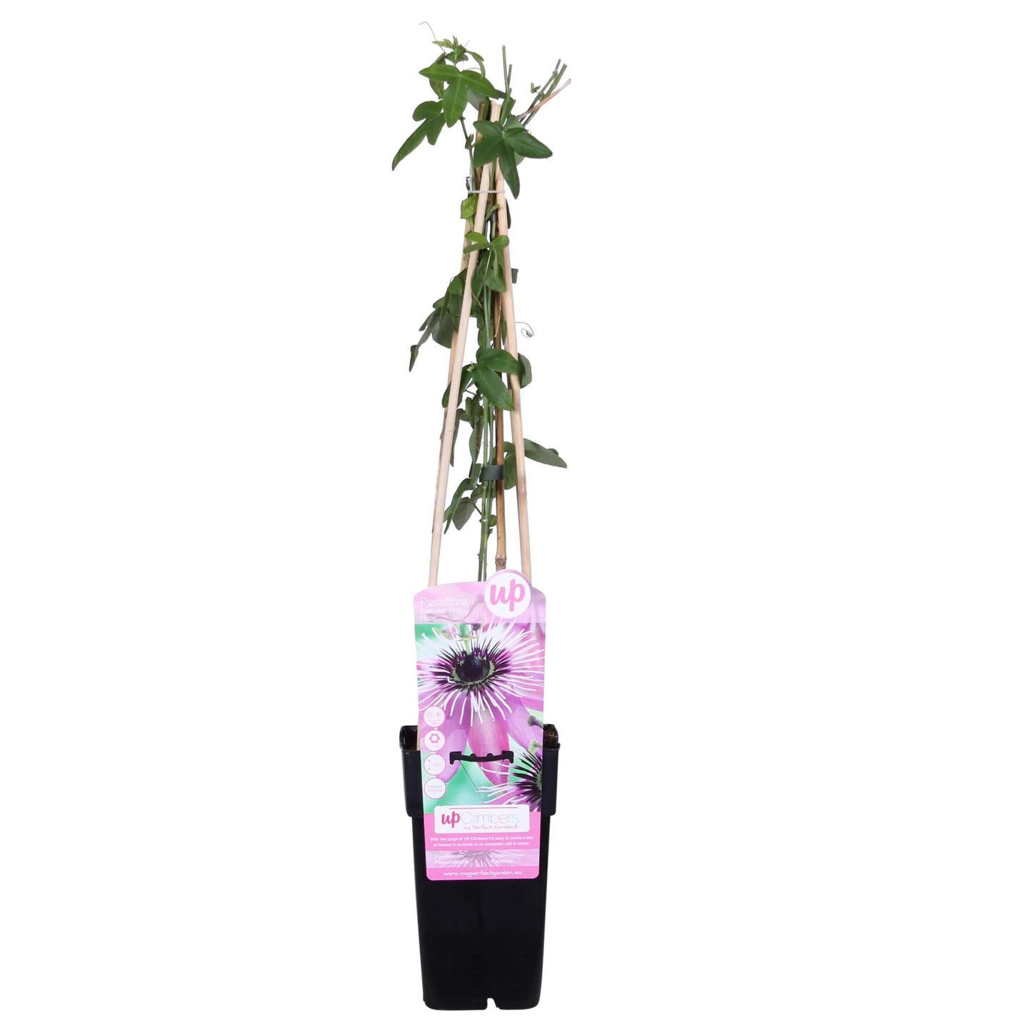 Passionsblume Passiflora Violett 'Purple Haze' - Ø15cm - ↕65cm