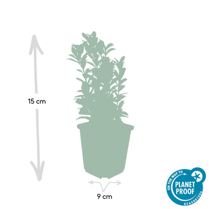 6x Euonymus jap. Green Spire - Buchsbaum-Alternative - ↕10-25cm - Ø9cm