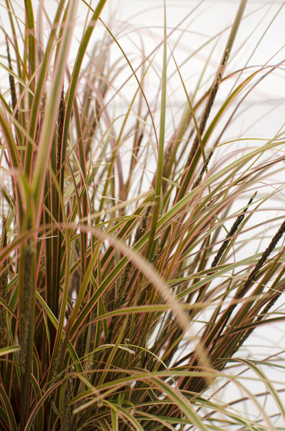 Uncinia rubra Everflame - Ø19cm - ↕40cm - Ø14 - ↨30cm