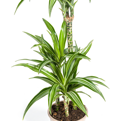 Drachenbaum - Dracaena Deremensis White Stripe mit Korb Ø21cm - ↕90 - 110cm