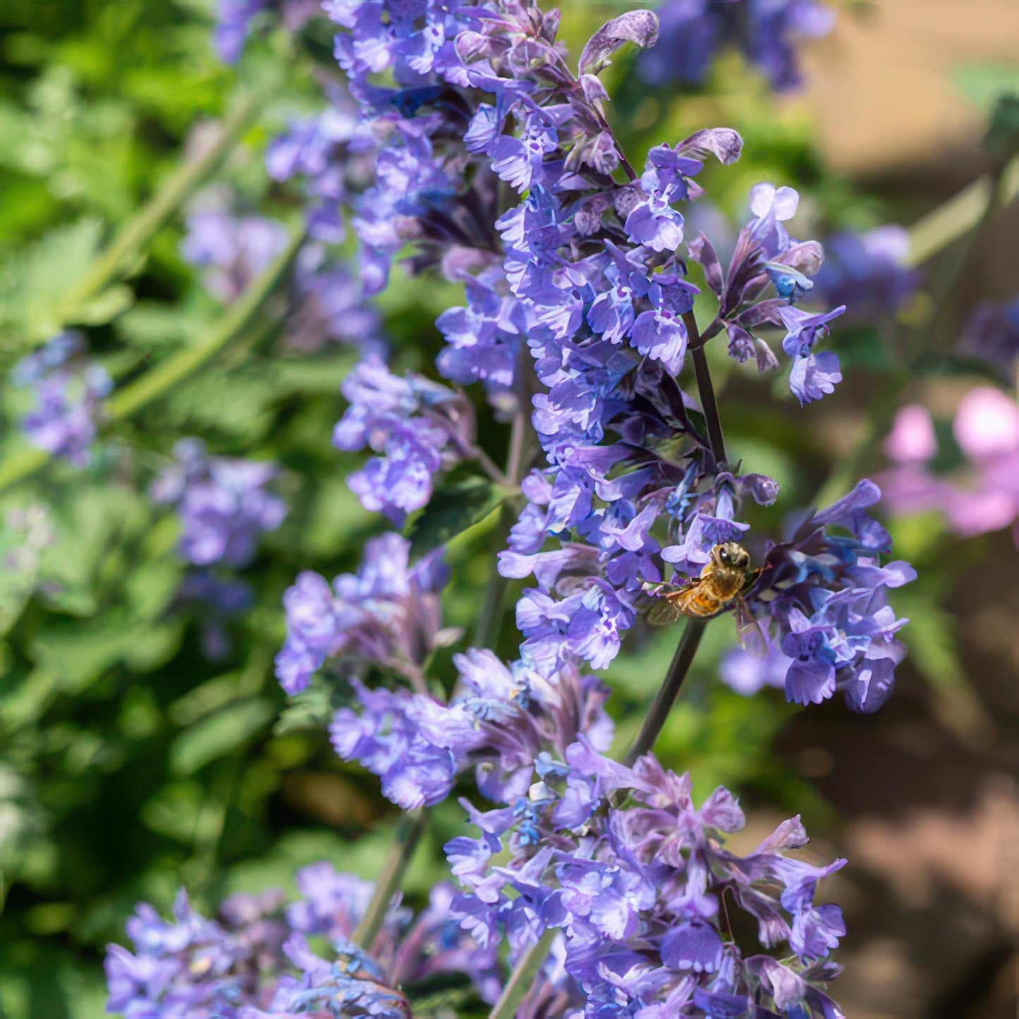 6x Katzenminze - Nepeta 'Six Hills Giant' - ↕10-25cm - Ø9cm