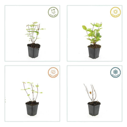 6x Hypericum inodorum 'Beauty' - ↕10-25cm - Ø9cm