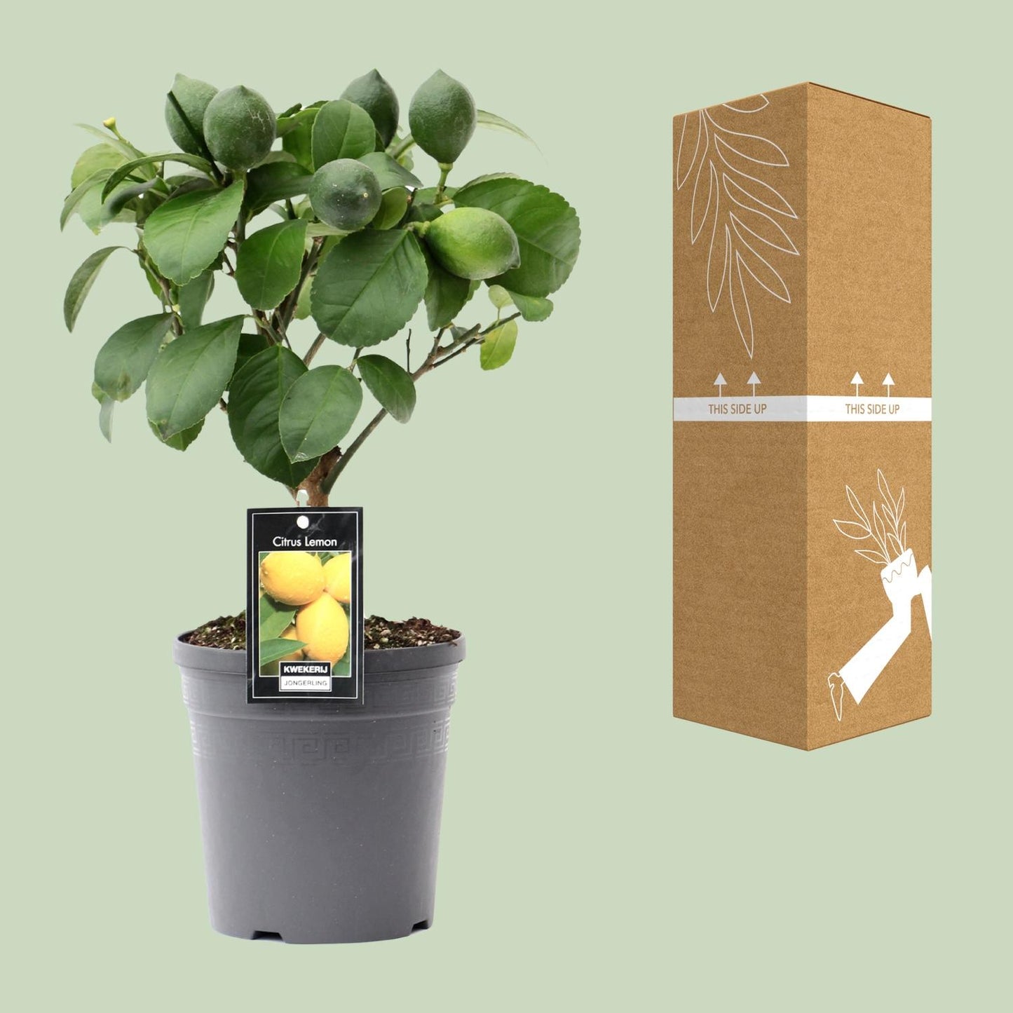 Citrus Lemon auf Stamm - Ø15cm - ↕35cm