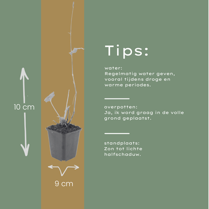 6x Knöterich - Persicaria aff. 'Superba' - ↕10-25cm - Ø9cm