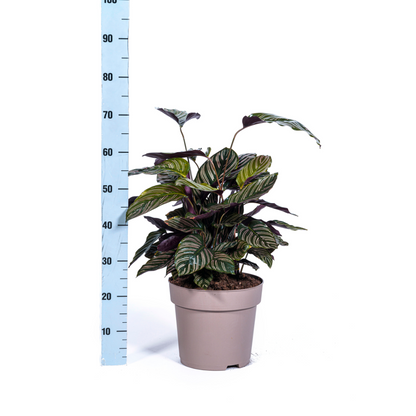 Korbmarante - Calathea Ornata Sanderiana Ø27cm - ↕60 - 80cm