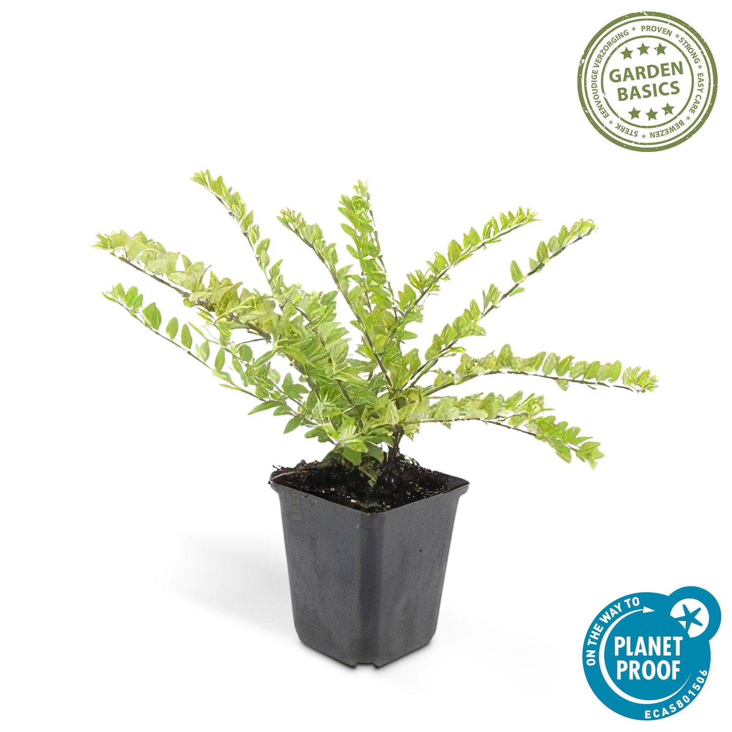 6x Heckenmyrte - Lonicera nit. 'Maigrün' - ↕10-25cm - Ø9cm