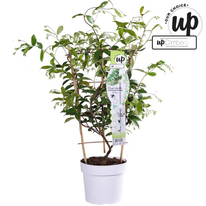 weißer Stern Jasmin - Trachelospermum 'Star of Venice' - Ø15cm - ↕65cm