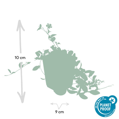 6x Vinca minor 'La Grave' - ↕10-25cm - Ø9cm