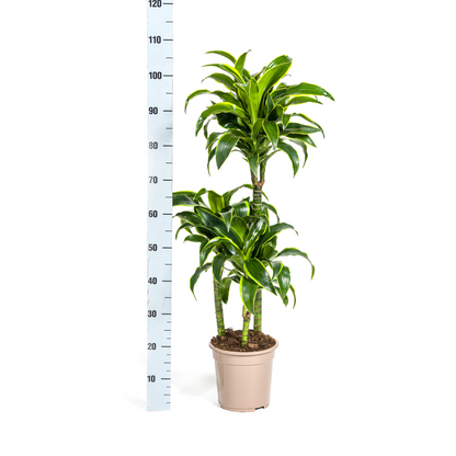 Drachenbaum - Dracaena Deremensis Dorado Ø21cm - ↕100 - 120cm