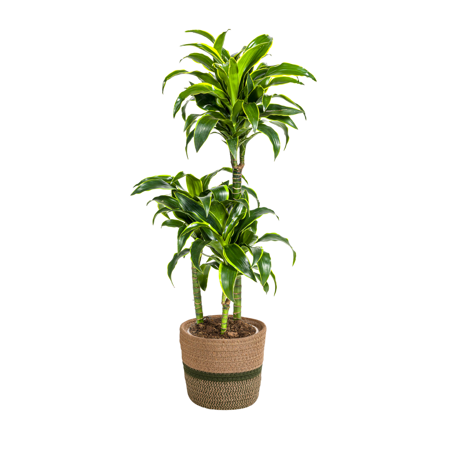 Drachenbaum - Dracaena Deremensis Dorado mit Korb Ø21cm - ↕100 - 120cm