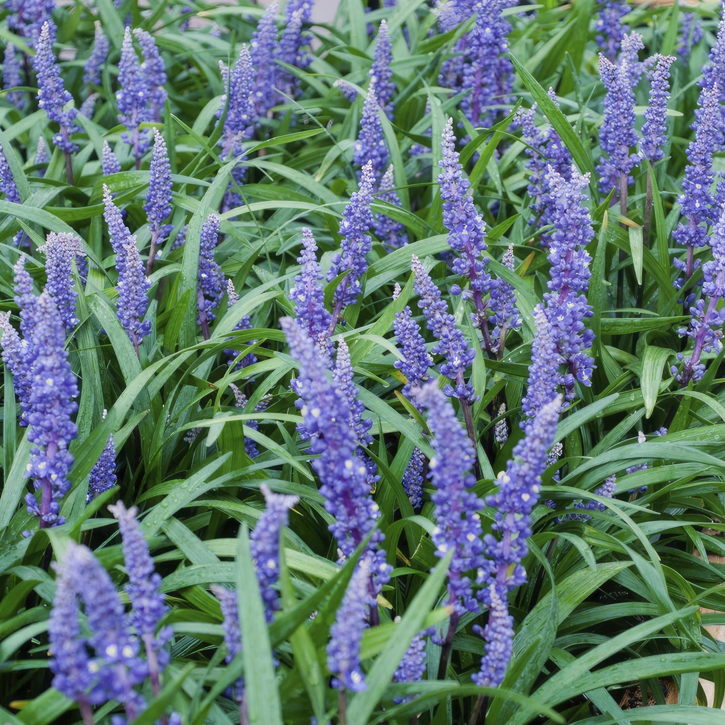 6x Liriope muscari 'Big Blue' - ↕10-25cm - Ø9cm