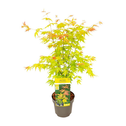 Ahorn - Acer palmatum Orange Dream - Ø19cm - ↕50cm