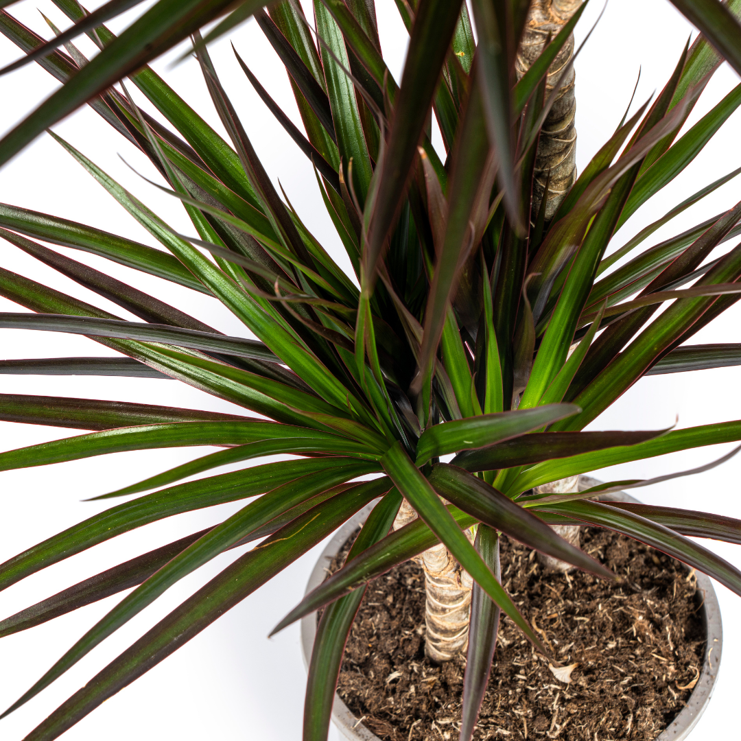 Drachenbaum - Dracaena Marginata Magenta Ø19cm - ↕70-90cm