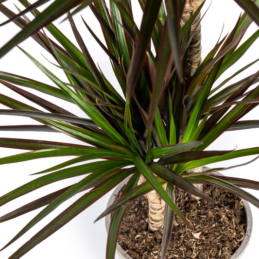 Drachenbaum - Dracaena Marginata Magenta Ø19cm - ↕70-90cm