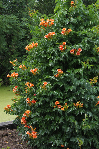 2x orange Trompetenblume - Campsis 'Indian Summer' - ↨65cm - Ø15