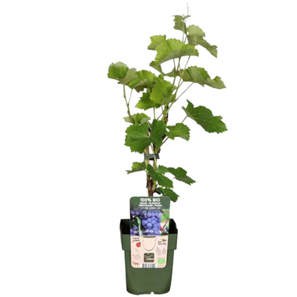 3 x Bio-Weinreben – Ø 13 cm – ↨ 20 cm