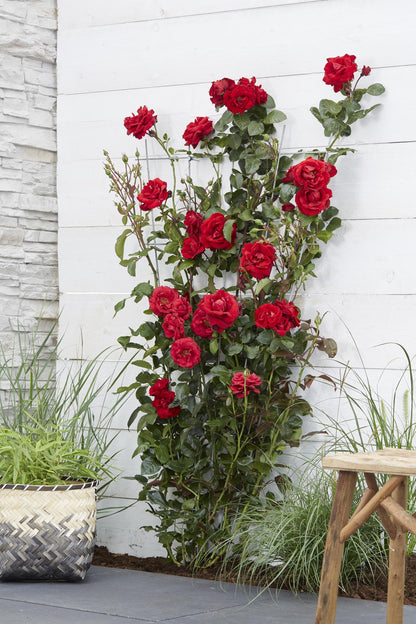 Rosa Crazy in love 'Red' - Rote Rose - Ø15cm - ↕65cm