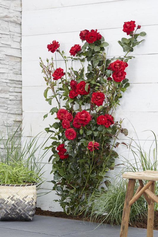 Rosa Crazy in love 'Red' - Rote Rose - Ø15cm - ↕65cm