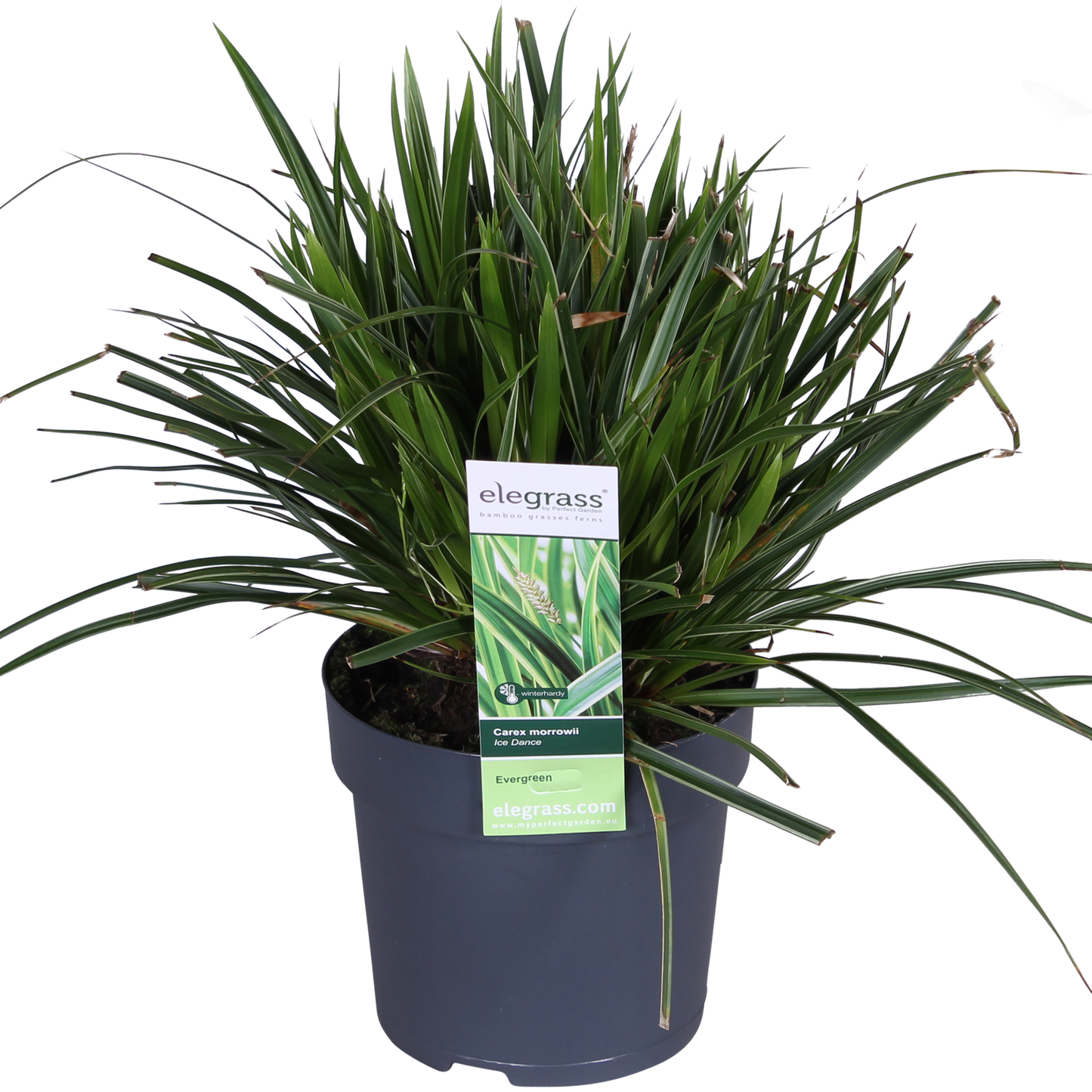 Zegge - Carex morrowii 'Ice Dance' - Ø14cm - ↕30cm