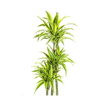 Drachenbaum - Dracaena Deremensis Lemon Lime- Ø27cm - ↕170 - 190cm