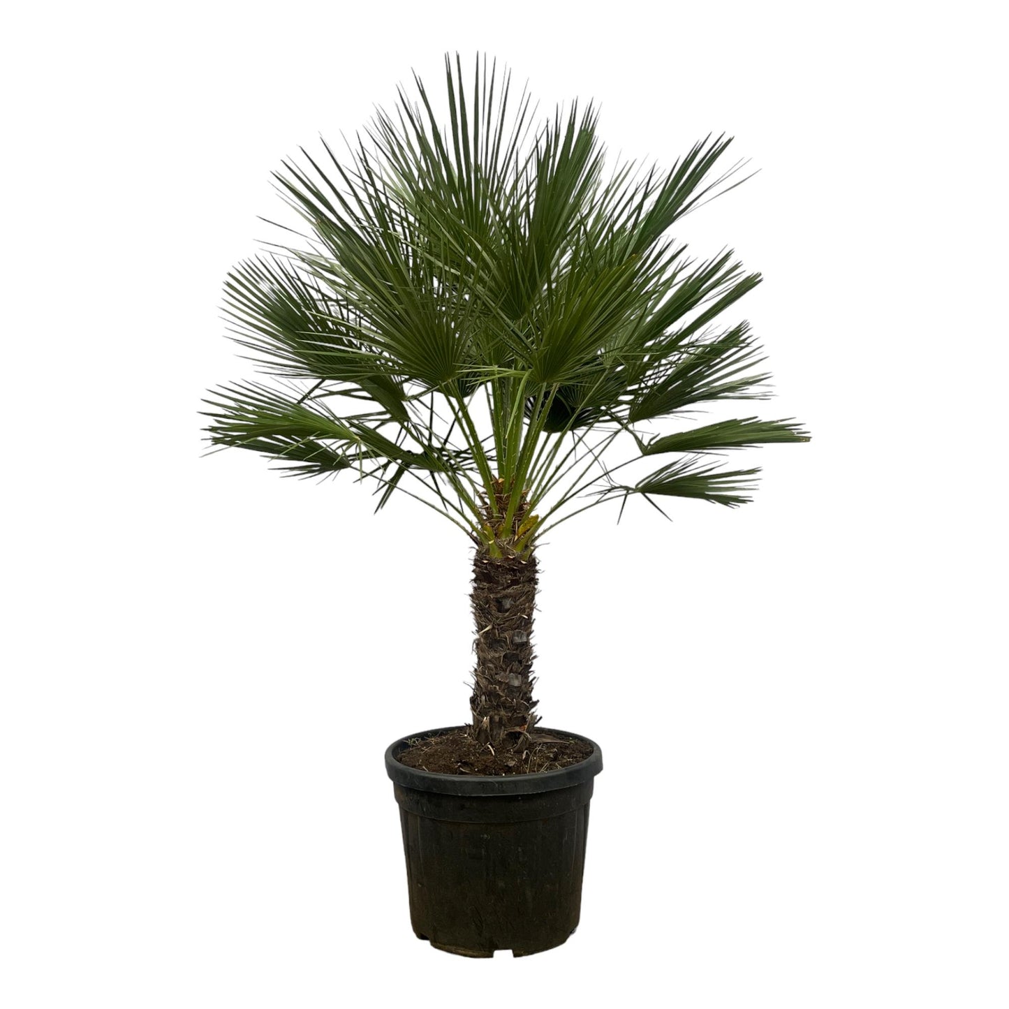 Chamaerops Humilis auf Stamm - 150 cm - Ø45cm