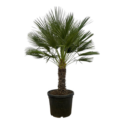Chamaerops Humilis auf Stamm - 150 cm - Ø45cm