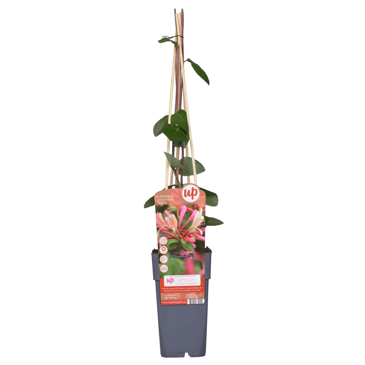 Wald-Geißschlinge - Lonicera periclymenum 'Belgica' - Ø15cm - ↕65cm