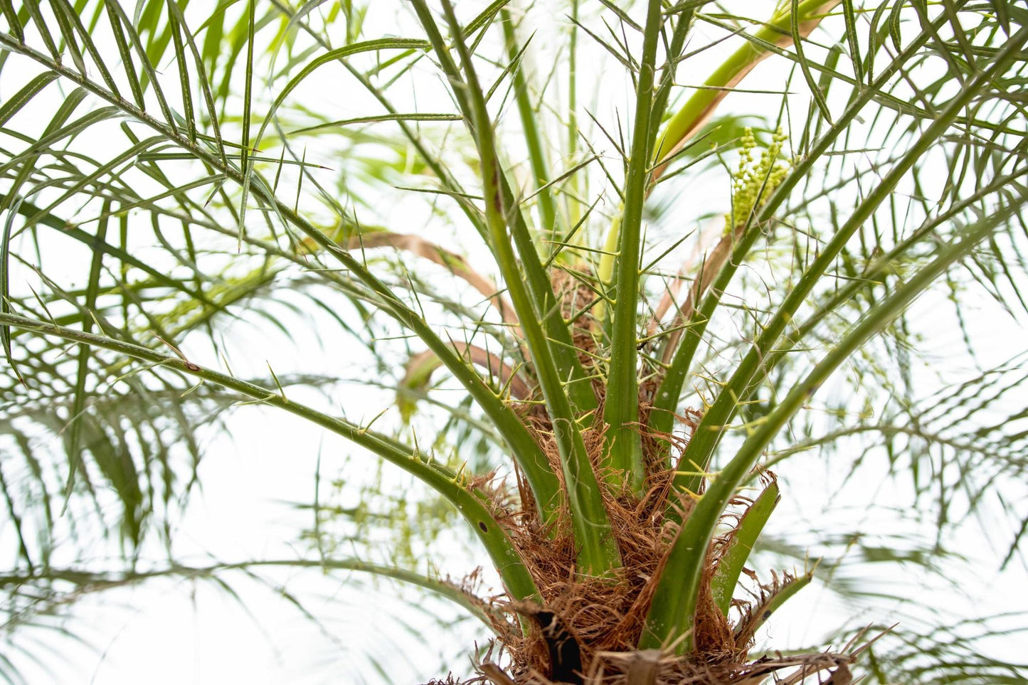 Zwerg-Dattelpalme - Phoenix Roebelenii auf Stiel - 190-200cm