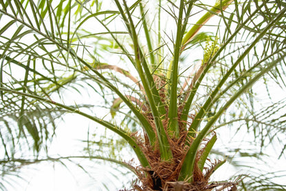 Zwerg-Dattelpalme - Phoenix Roebelenii auf Stiel - 190-200cm